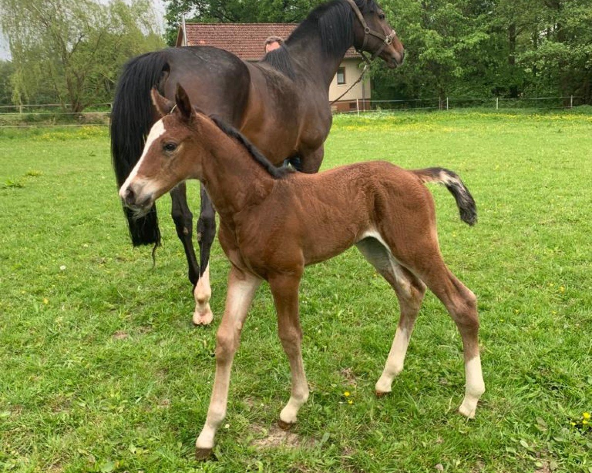 Springpferd Unique de Bibéc (Zangersheide Reitpferd, 2023, von Utamaro d'Ecaussines)