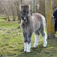 horse Janikos Amiro (Dt.Part-bred Shetland pony, 2023, from Ambitie van de Zandkamp)