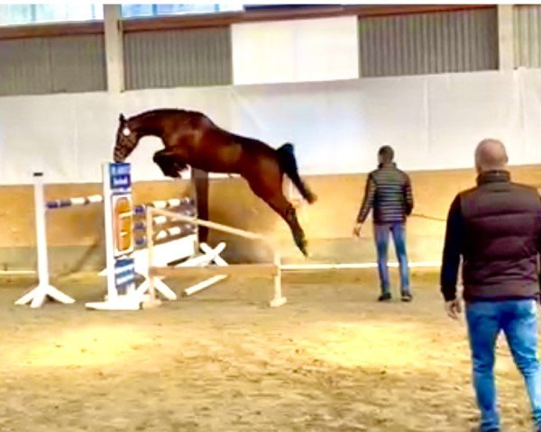 jumper Balou de Bibéc (Zangersheide riding horse, 2018, from Balou Star)