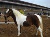 jumper Carmen (Shetland Pony, 2006, from Luxus)