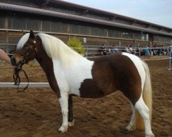 Springpferd Carmen (Shetland Pony, 2006, von Luxus)