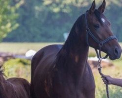 broodmare Lucie (Hanoverian, 2011, from Lorenzio 2)