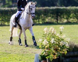 jumper Milky 10 (Connemara Pony, 2011, from Wings of Justice)