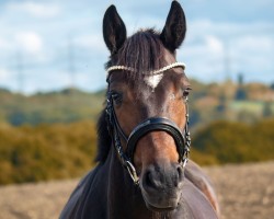 dressage horse Da Costa's kleiner Muck (Hanoverian, 2019, from Da Costa)