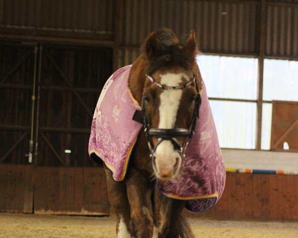 dressage horse Phil (German Riding Pony, 2007, from Farchynys Pelydryn)