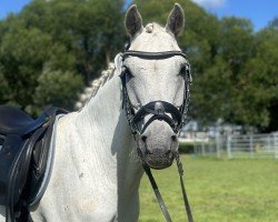 dressage horse Disney (German Riding Pony, 2009)