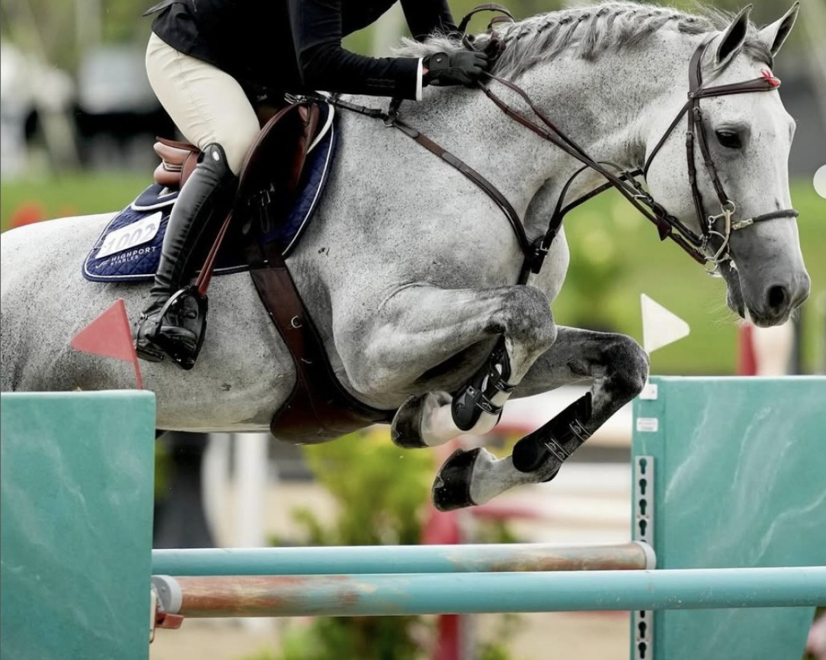 jumper Carneol L (Swedish Warmblood, 2013, from VDL Cardento 933)