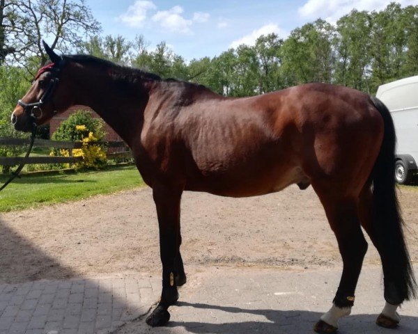 dressage horse Leuns Veld's Ralph (Nederlands Welsh Ridepony, 2002, from Rietheim's Walter)