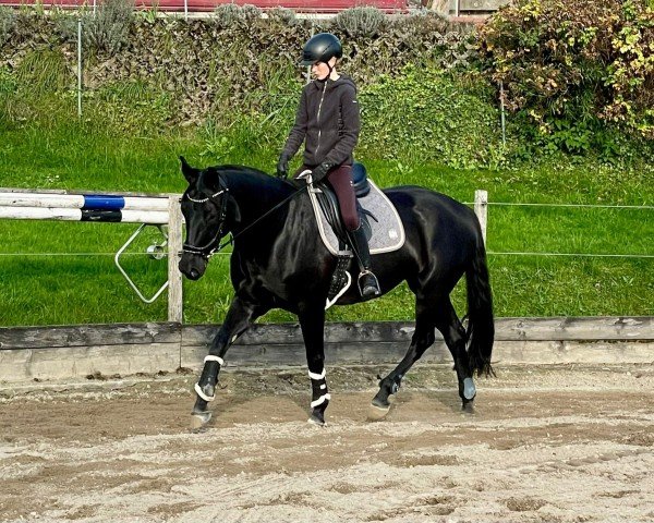 dressage horse Damons Finesse (German Sport Horse, 2015, from Damon Hill)