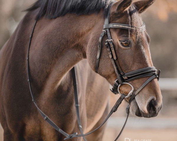 dressage horse O Clara (German Riding Pony, 2015, from Grenzhoehes Olivier K WE)