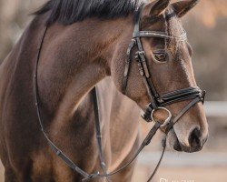 dressage horse O Clara (German Riding Pony, 2015, from Grenzhoehes Olivier K WE)