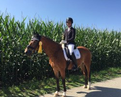 dressage horse Dustin 214 (German Riding Pony, 2001, from FS Don't Worry)