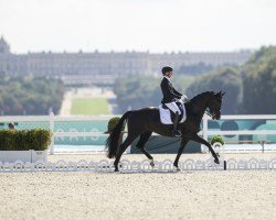 dressage horse Quimbaya (Westphalian, 2013, from Quatertime)