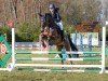 jumper Laska 305 (German Sport Horse, 2012, from Levistano)