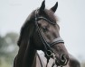 dressage horse Serendipity 11 (Oldenburg, 2018, from Sezuan)