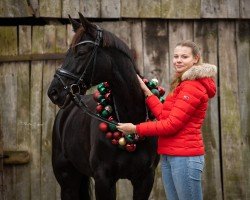 dressage horse Destana GD (Westphalian, 2014, from Destano)