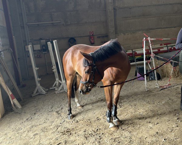 dressage horse Pelle 71 (German Riding Pony, 2018, from Quaterback's Junior)