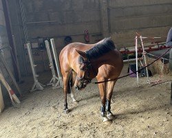 dressage horse Pelle 71 (German Riding Pony, 2018, from Quaterback's Junior)