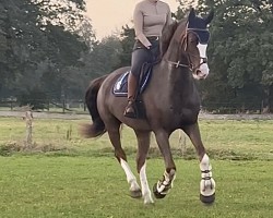 horse Garisma (KWPN (Royal Dutch Sporthorse), 2011, from Baanbreker HBC)