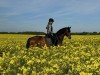 dressage horse Monini (Hanoverian, 2017, from Morricone)