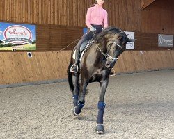 dressage horse Franklyn 17 (Westphalian, 2019, from Fantastic)