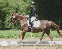 dressage horse Romiro 13 (German Riding Pony, 2004, from Oosteinds Ricky)