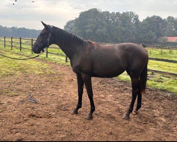 dressage horse Rosebelle' XR (Oldenburg, 2023, from Glamourdale)