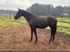 dressage horse Rosebelle' XR (Oldenburg, 2023, from Glamourdale)