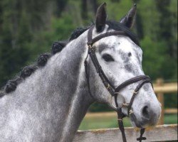 Springpferd Corin von Worrenberg (Holsteiner, 2020, von Crack)