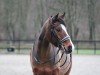 dressage horse Prinz William 3 (German Riding Pony, 2013, from King William)