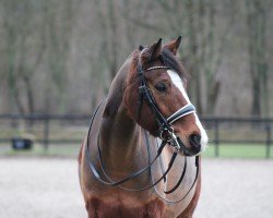 dressage horse Prinz William 3 (German Riding Pony, 2013, from King William)