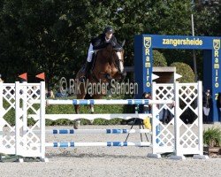 jumper Roulette Aeg (Belgian Warmblood, 2017, from Quasimodo vd Molendreef)