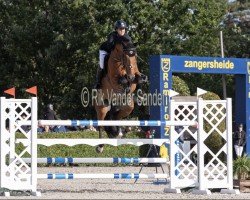 jumper Razzia de Regor (Belgian Warmblood, 2017, from Gino-H)