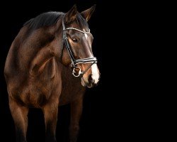 dressage horse Gingerbread (Württemberger, 2008, from Grafenstolz)