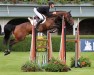 jumper Mondavi (Irish Sport Horse, 2017, from Tyson)