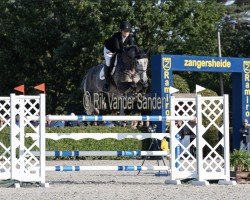 jumper Sir Minka Z (Zangersheide riding horse, 2017, from Sir Obolensky Z)