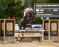 jumper Darus van het Poeleind Z (Zangersheide riding horse, 2019, from Dominator 2000 Z)