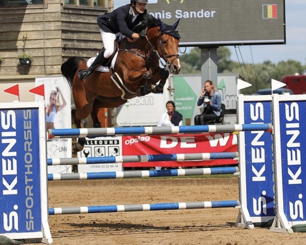 Springpferd Milana van de Nianahoeve (Belgisches Warmblut, 2012, von Inshallah de Muze)