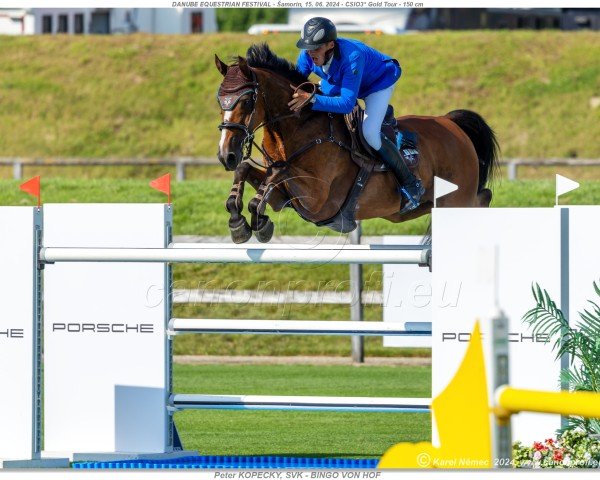 Springpferd Bingo Von Hof (Schweizer Warmblut, 2014, von Button Sitte)