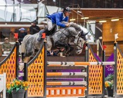 Springpferd Herraduro vd Oude Heihoef Z (Zangersheide Reitpferd, 2018, von VDL Harley)