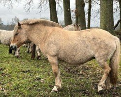 broodmare Malu FJ 12024 (Fjord Horse, 2009, from Højgaards Bacardi)