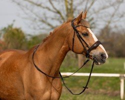 jumper Arioso's Lutz B (Westphalian, 2008, from Arioso du Theillet)