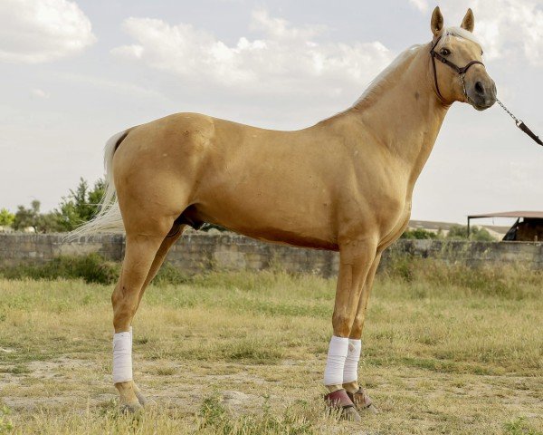 dressage horse Mago (Lusitano, 2016)