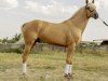 dressage horse Mago (Lusitano, 2016)