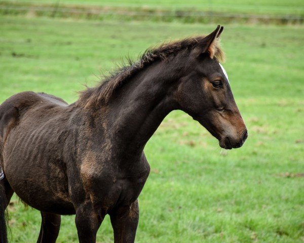 foal by Capt‘ N Crunch HK (Holsteiner, 2024, from Chezarro)