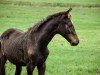 foal by Capt‘ N Crunch HK (Holsteiner, 2024, from Chezarro)