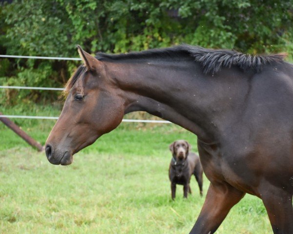 Springpferd Stute von Uriko /Acolord (Holsteiner, 2021, von Uriko)