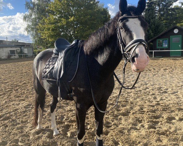 dressage horse Glorofina (German Riding Pony, 2018, from Greylight)