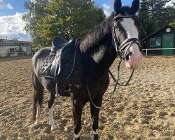 dressage horse Glorofina (German Riding Pony, 2018, from Greylight)