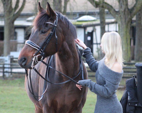 jumper Don Wito (Polish Warmblood, 2008, from Turkus)